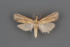 Fissicrambus profanellus