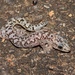 Lesueur's Velvet Gecko - Photo (c) atto11, some rights reserved (CC BY-NC)
