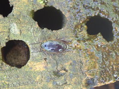 Hydaticus transversalis