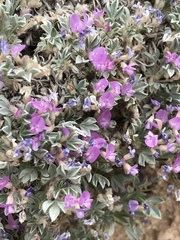 Astragalus sericoleucus