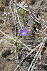 Githopsis specularioides