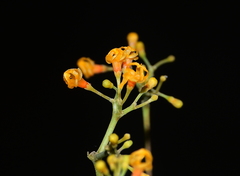 Condylocarpon guyanense
