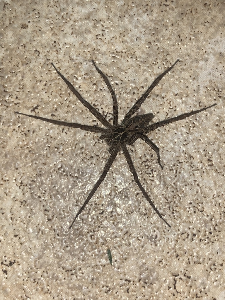 Rothus vittatus