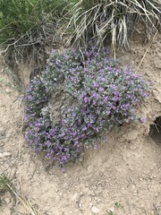 Astragalus sericoleucus