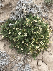 Linanthus caespitosus