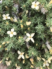 Linanthus caespitosus