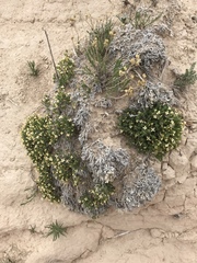 Linanthus caespitosus