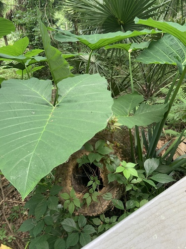 Xanthosoma robustum image