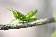 Schistocerca ceratiola