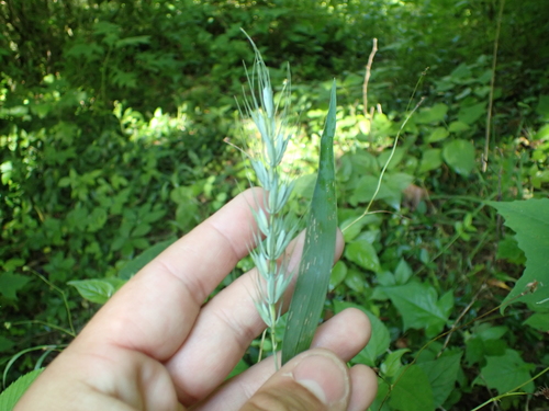 Image of Macgregor's Wildrye (Elymus macgregorii) by (c) John Abrams, some rights reserved (CC BY)