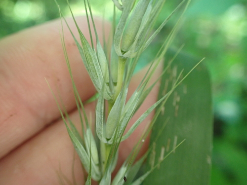 Image of Macgregor's Wildrye (Elymus macgregorii) by (c) John Abrams, some rights reserved (CC BY)