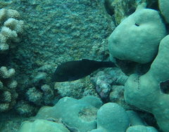 Canthigaster amboinensis