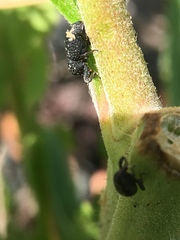 Tyloderma foveolatum