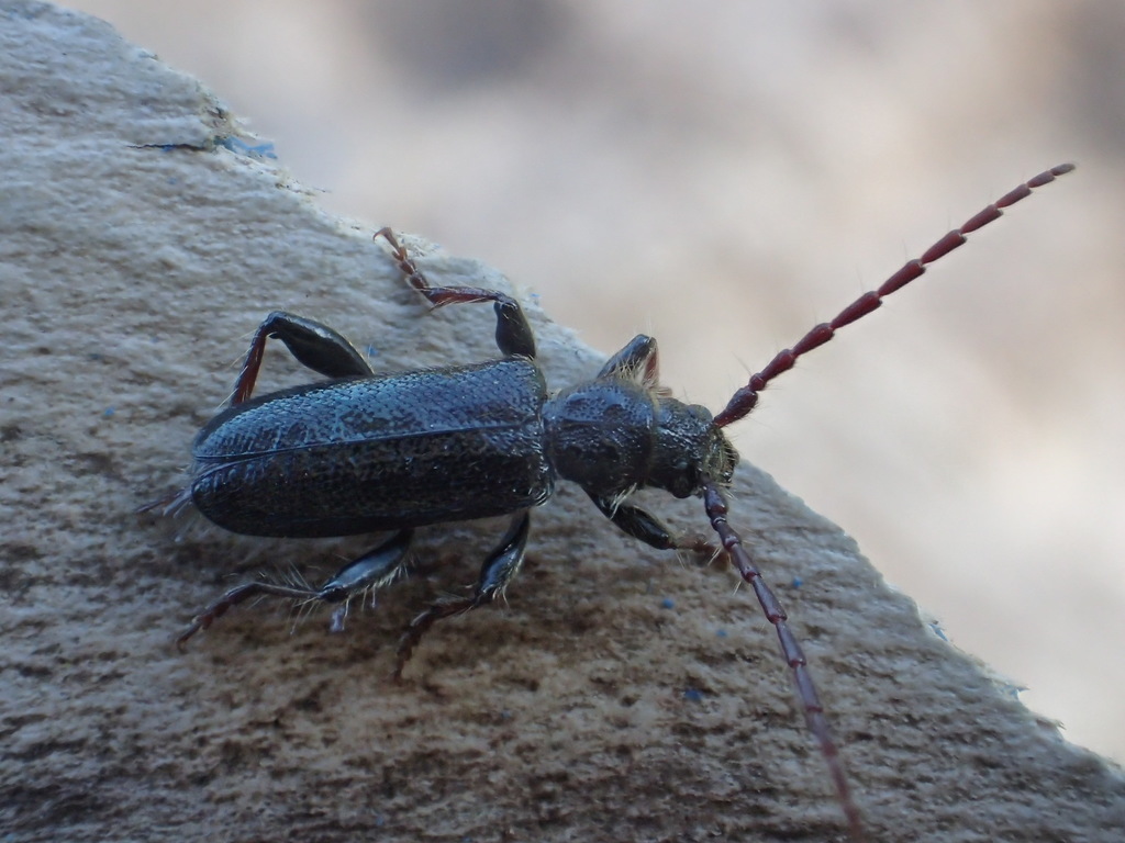 Semanotus terminatus
