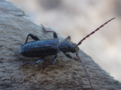 Semanotus terminatus