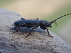 Semanotus terminatus