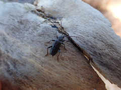 Semanotus terminatus