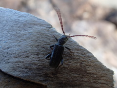 Semanotus terminatus