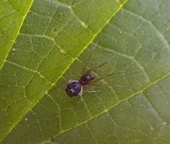 Pachygnatha listeri