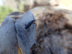 Semanotus terminatus