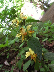 Lamium galeobdolon montanum
