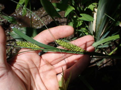 Carex lacustris