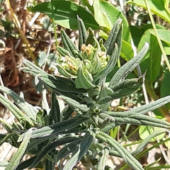 Lithospermum officinale