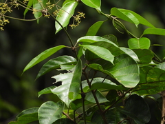 Condylocarpon guyanense