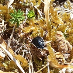 Canthophorus impressus