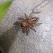 Four-dotted Grass Spider - Photo (c) Sunnetchan, some rights reserved (CC BY-NC-ND), uploaded by Sunnetchan