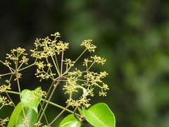 Condylocarpon guyanense