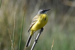 Motacilla flava iberiae