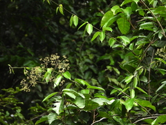 Condylocarpon guyanense