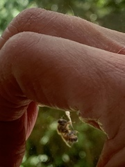 Apis mellifera