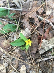 Lysimachia quadrifolia