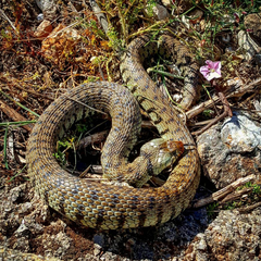 Natrix helvetica sicula