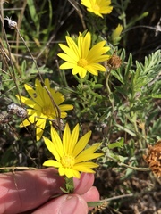 Xanthisma texanum drummondii