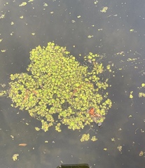 Spirodela polyrhiza