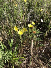 Xanthisma texanum drummondii