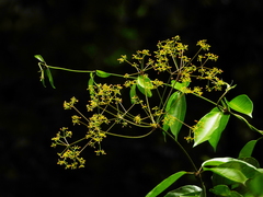 Condylocarpon guyanense