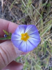 Convolvulus meonanthus