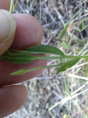 Convolvulus meonanthus