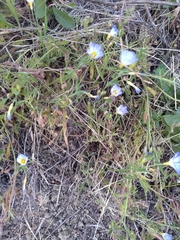 Convolvulus meonanthus