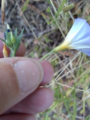 Convolvulus meonanthus
