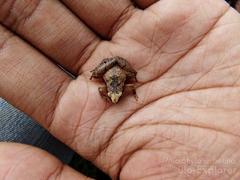Microhyla achatina