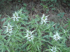 Monarda punctata punctata