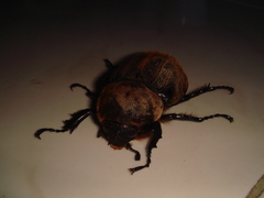 Dynastes trinidadensis