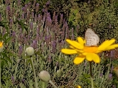 Leptotes cassius cassius