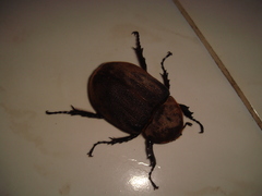 Dynastes trinidadensis