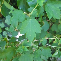 Ribes alpinum